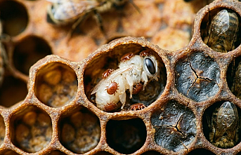 Arıcılıkta Gizli Tehlike: Varroa ve DWV Virüsü Kolonileri Nasıl İçten Çökertiyor?