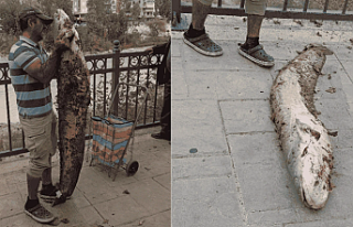 Kendi Boyunda Dev Yayın Balığını Eliyle Yakaladı!...