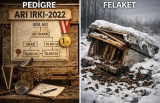 Arıcılıkta "Irk" Tuzağı: Seçilim Yoksa...