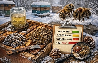 Arıcılıkta Damızlık Seçimi: Kış Nüfus Kaybı Kaç Olmalı?