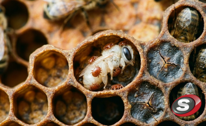 Arıcılıkta Gizli Tehlike: Varroa ve DWV Virüsü Kolonileri Nasıl İçten Çökertiyor?
